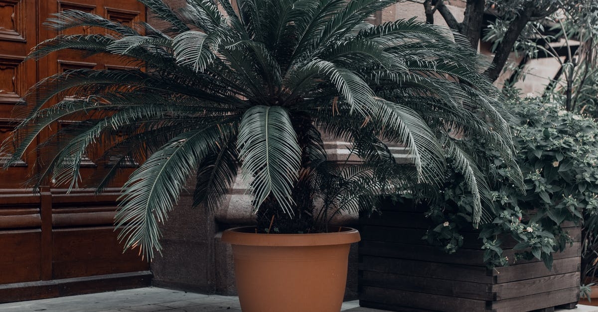 иллюстрация на тему "Недвижимость в Сочи"