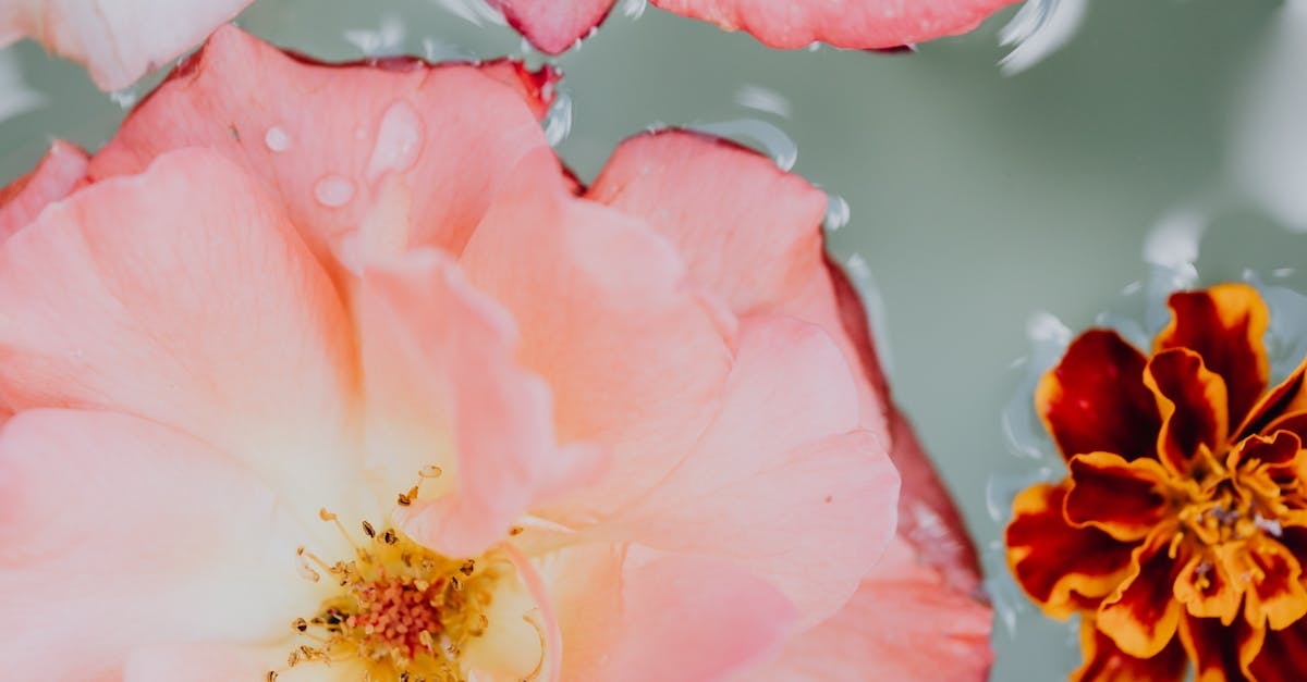 иллюстрация на тему "Гидролаты и цветочные воды"